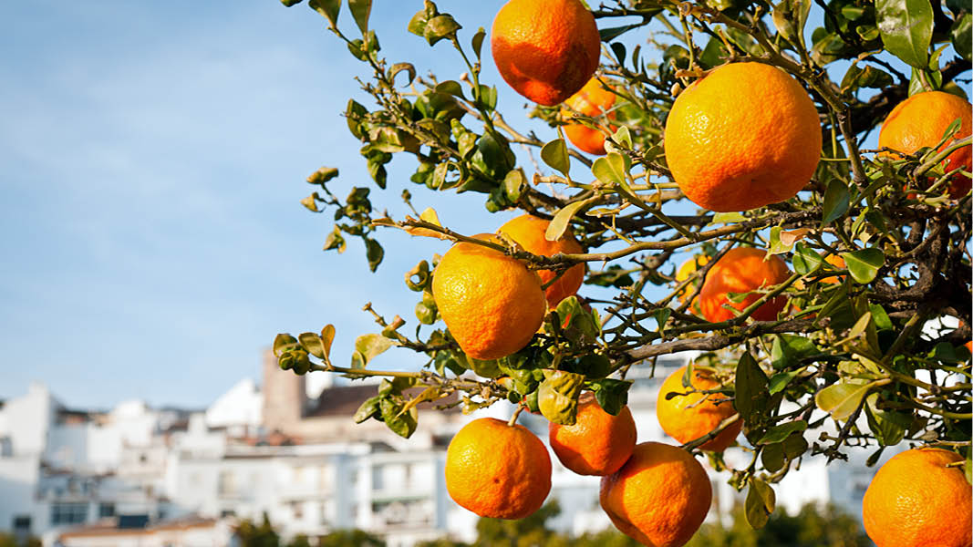apelsinträd i solsäkra andalusien på resa till spanien